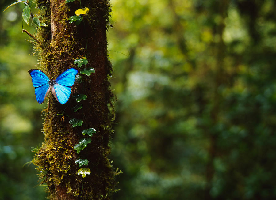blue morpho butterfly wallpaper