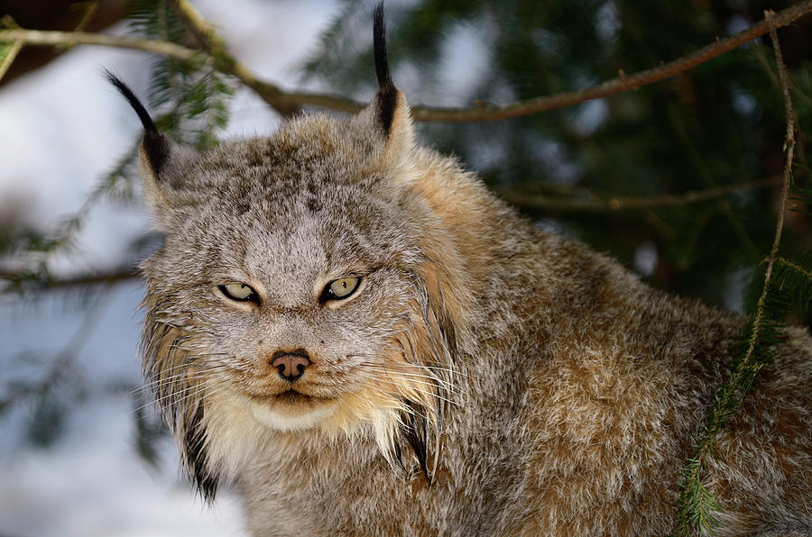 Spring Photograph - Close up of a Canada Lynx sitting under an evergreen tree in a s by Reimar Gaertner