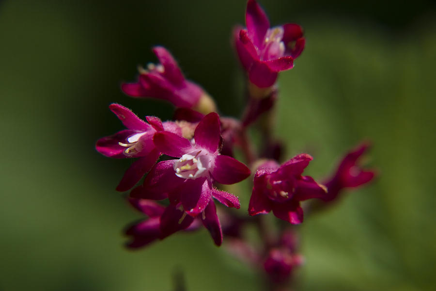 Close-up Of A Cluster Of Red-flowering Currant Blossoms Photograph