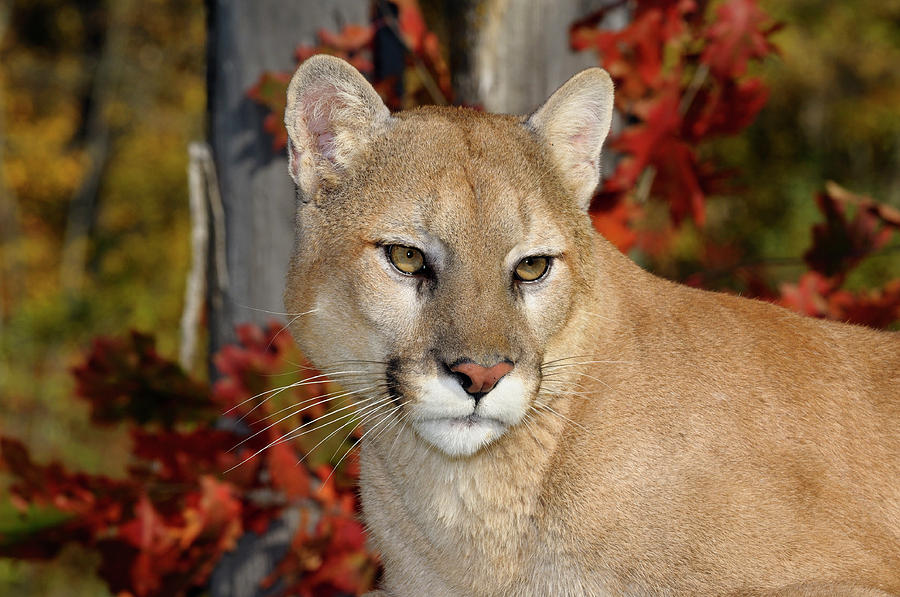 Close up of a Cougar face in an Autumn forest with red oak leave ...