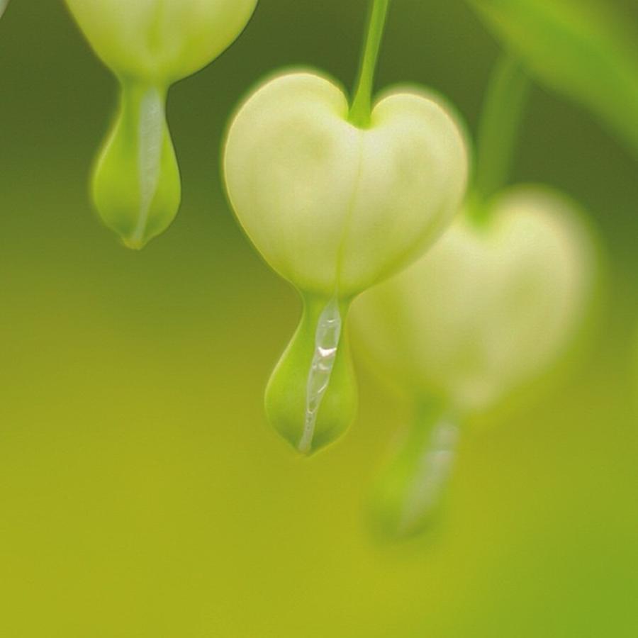 Close Up Of A Dicentra Spectabilis Photograph by Sungi Verhaar