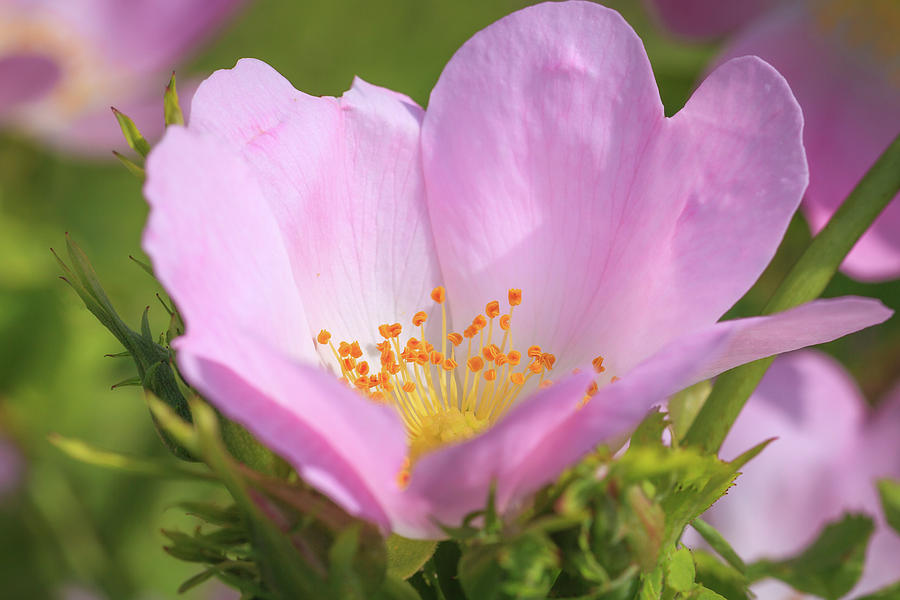 Close-up of a Dog Rose Photograph by Tim Abeln