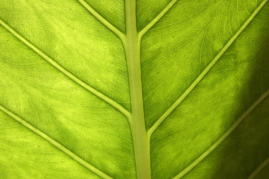 Close-up Of A Elephant Ear Photograph by PIXELS  XPOSED Ralph A Ledergerber Photography