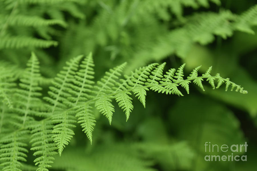Close Up of a Fern Frond in a Wild Garden Photograph by DejaVu Designs