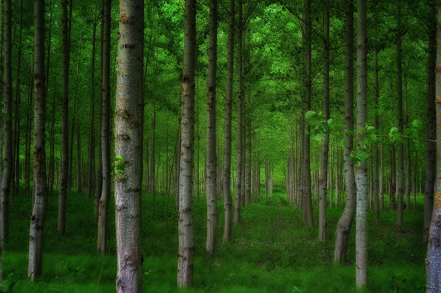 Close up of a forest of agricultural trees Photograph by Dee Browning