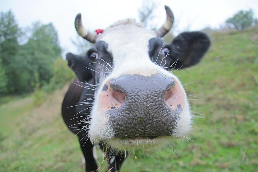 Close Up Of A Funny Cow On Farmland Photograph By Yaroslav Veretin Fine Art America
