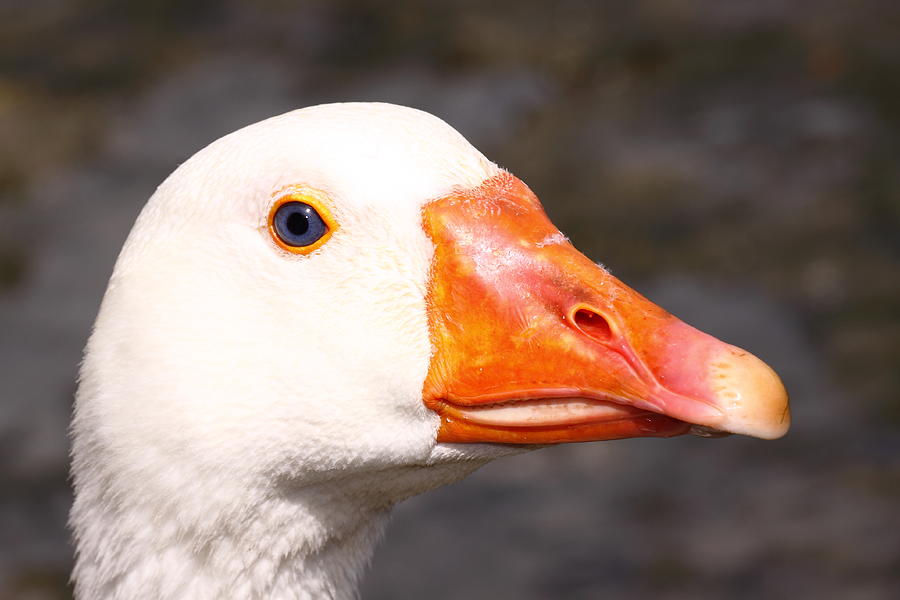 Close up of a Goose Photograph by Stephen Athea - Pixels