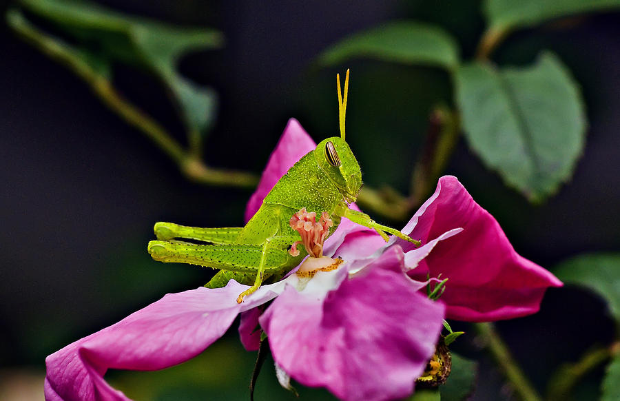 Close Up Of A Grasshopper On A Rose Photograph by Michael Whitaker
