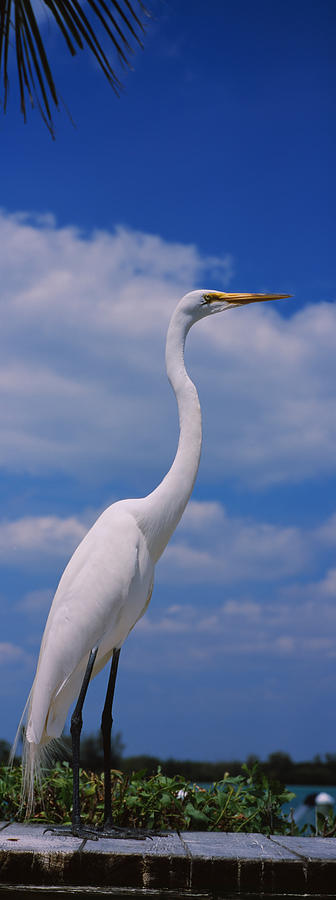 Egret Photograph - Close-up Of A Great Egret Ardea Alba by Panoramic Images