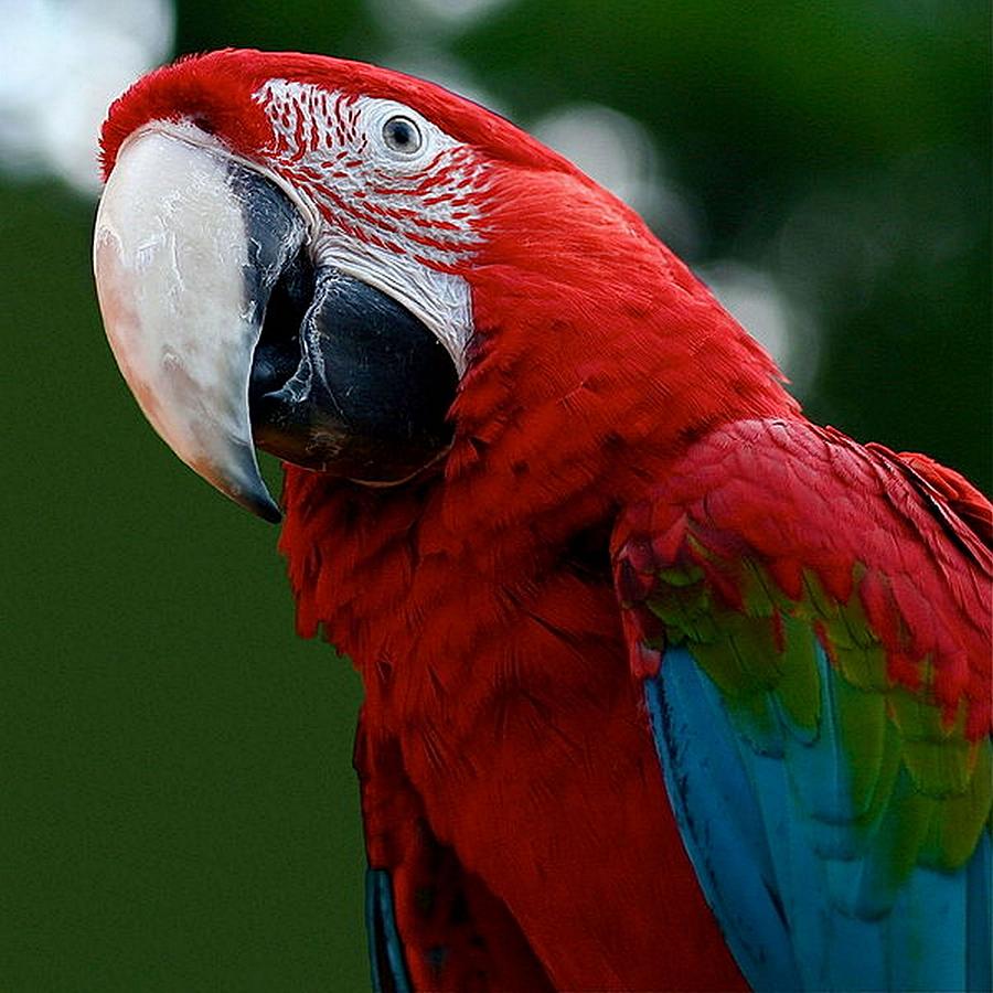 Close-Up Of A Green-Winged Macaw Photograph by Taiche Acrylic Art