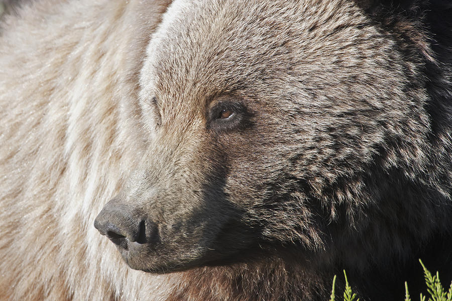 Close Up Of A Grizzly  Ursus Arctos Photograph by Alissa Crandall