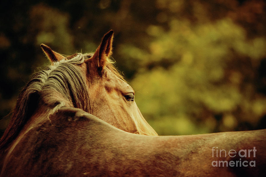 Fall Photograph - Close-up of a horse head Horse warm sunny colors portrait by Dimitar Hristov