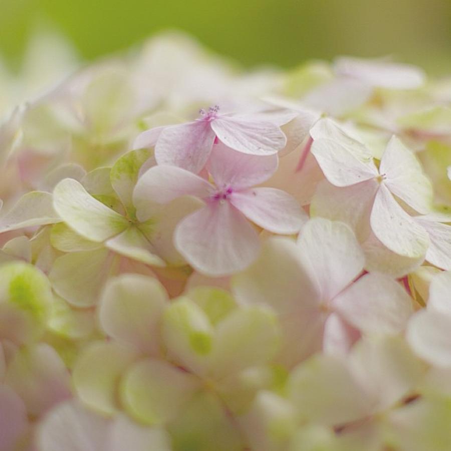 Close Up Of A Hydrangea #flowerstalking Photograph by Sungi Verhaar