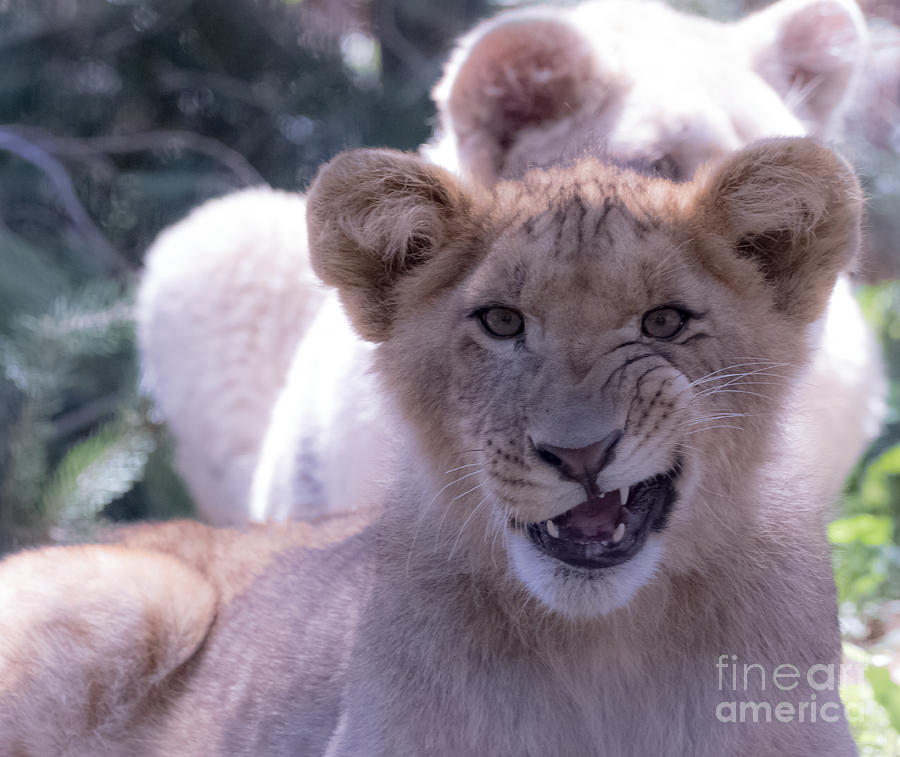 Close Up of a Lion Cub Photograph by CJ Park