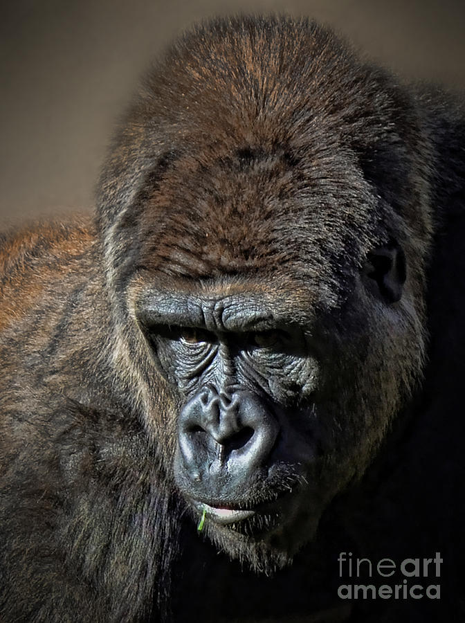 Close up of a Male Gorilla Photograph by Jim Fitzpatrick