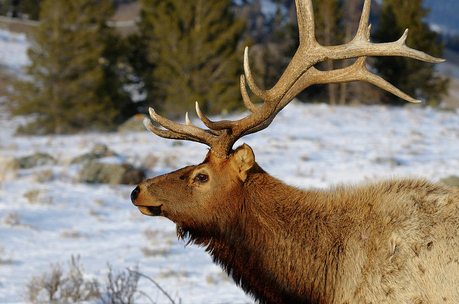 Yellowstone National Park Photograph - Close up of a mature bull elk with antlers in winter at Blacktai by Reimar Gaertner