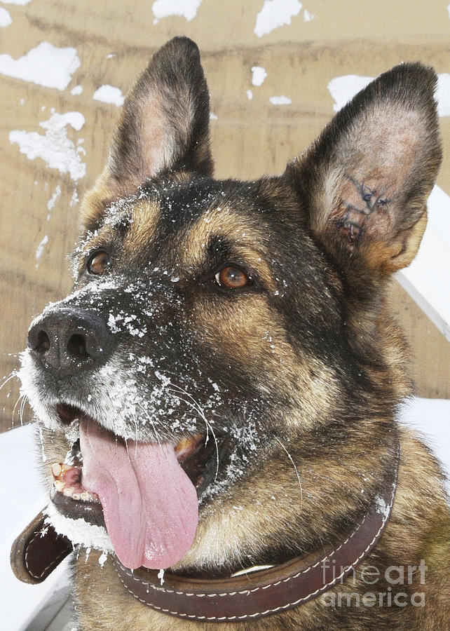 German Shepherd Photograph - Close-up Of A Military Working Dog by Stocktrek Images
