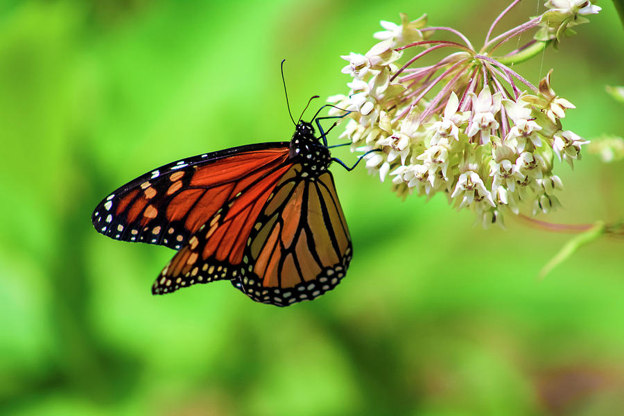 Close Up Of A Monarch Butterfly Photograph