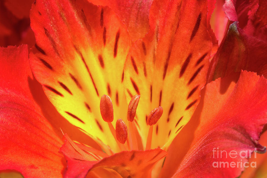 Close-Up Of A Peruvian Lily Photograph by Mimi Ditchie