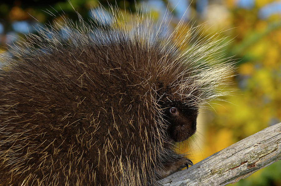 Close up of a Porcupine on a dead tree limb with yellow forest i Photograph by Reimar Gaertner
