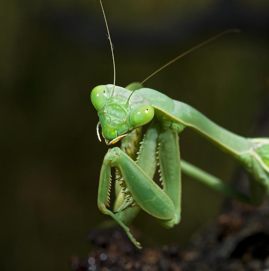 Close Up Of A Praying Mantis Photograph by Jack Goldfarb