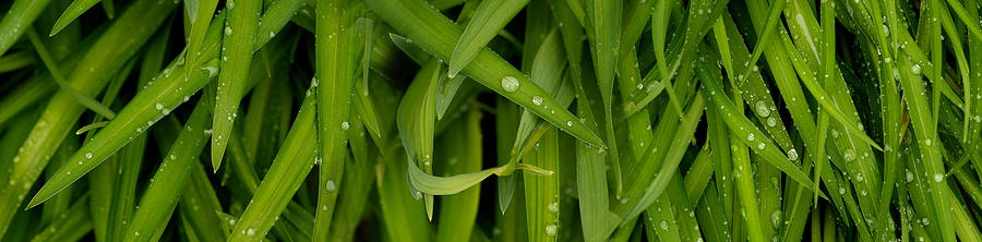 Nature Photograph - Close-up Of A Raindrops On Grass by Panoramic Images