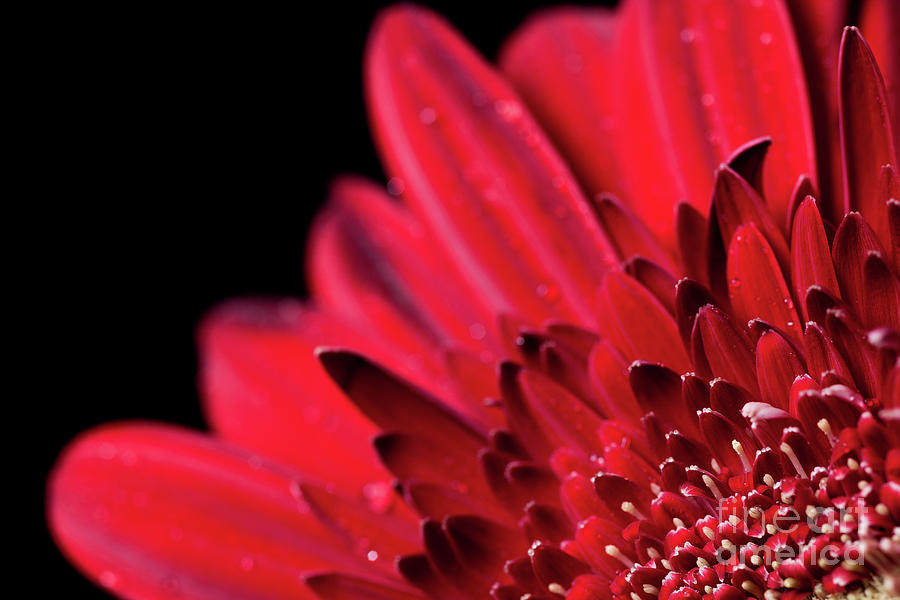 Close up of a red Gerbera daisy flower Photograph by Edward Fielding