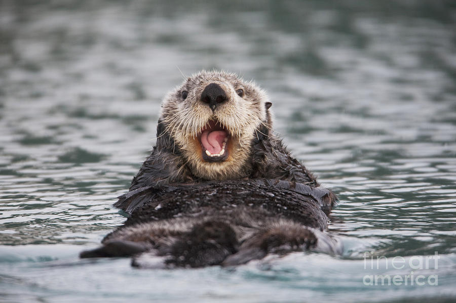 Close Up Of A Sea Otter Swimming 2 Photograph by Milo Burcham