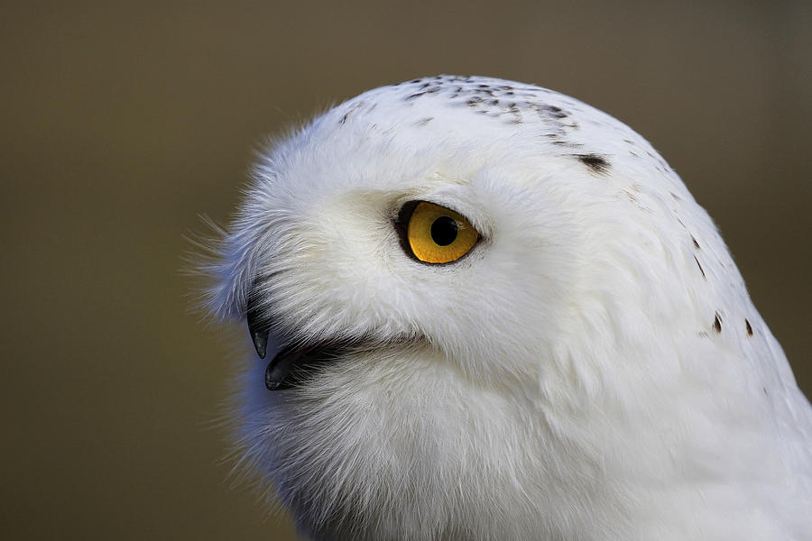 Close Up Of A Snowy Owl Photograph by Steve McKinzie
