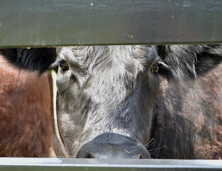 Cow Photograph - Close Up of a Steer by Samantha Boehnke
