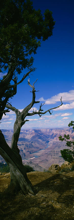 Grand Canyon National Park Photograph - Close-up Of A Tree At The Edge by Panoramic Images