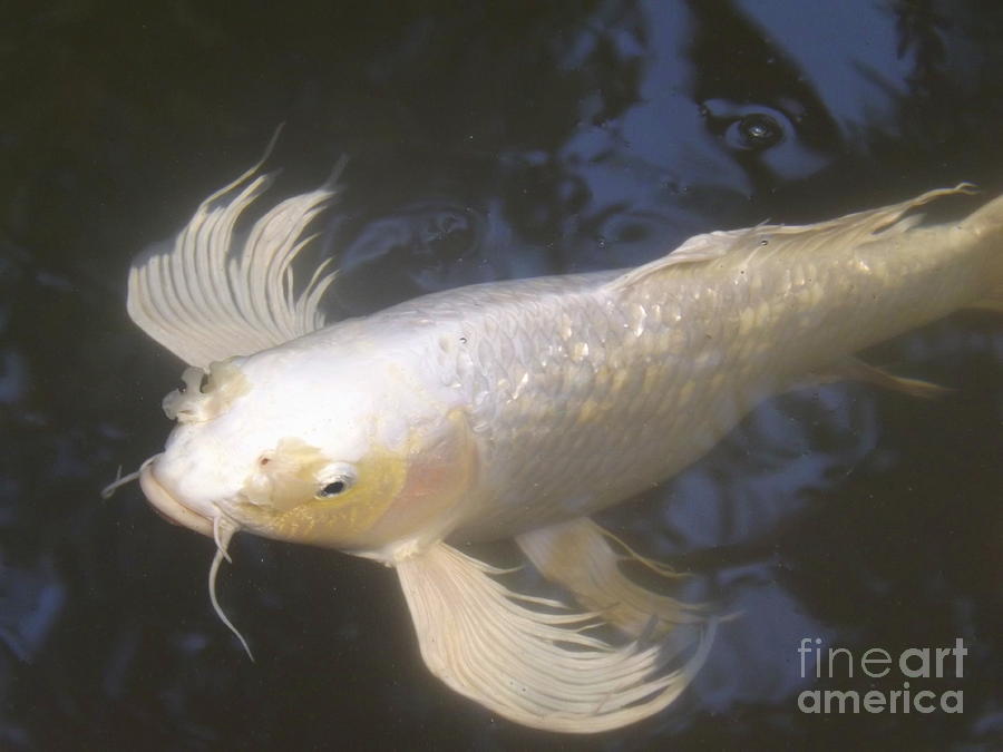 Close-up of A White Koi In The Garden Pond Photograph by Lingfai Leung