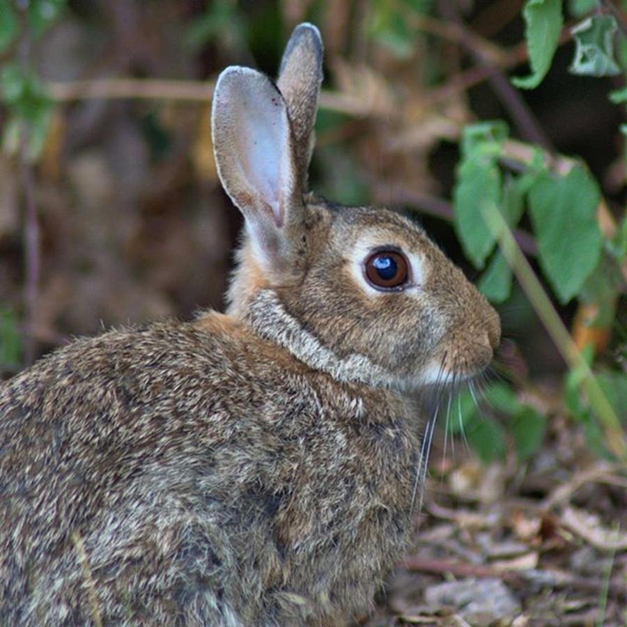 Wildlife Photograph - Close-up Of A Wild Rabbit In My Local by Reece Russell-Goodwin