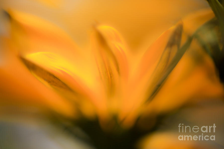 Close Up Of A Yellow Daisy Photograph by Vladi Alon