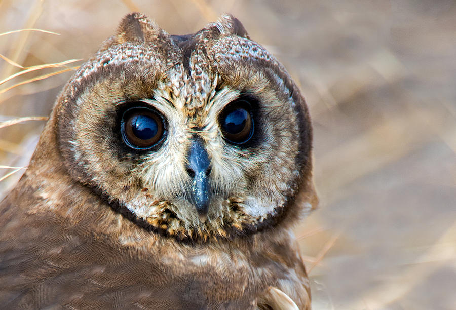 african-grass-owl-owl-photos-beautiful-owl-owl