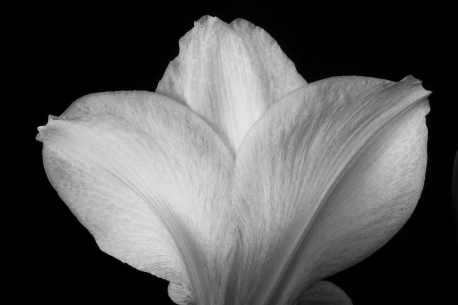 Close-up Of Amaryllis Flower Petals Bw Photograph