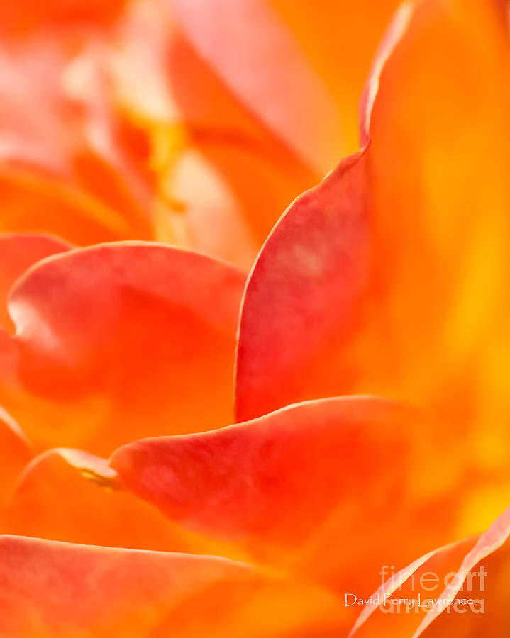 Close-up Of An Orange Rose Flower Photograph