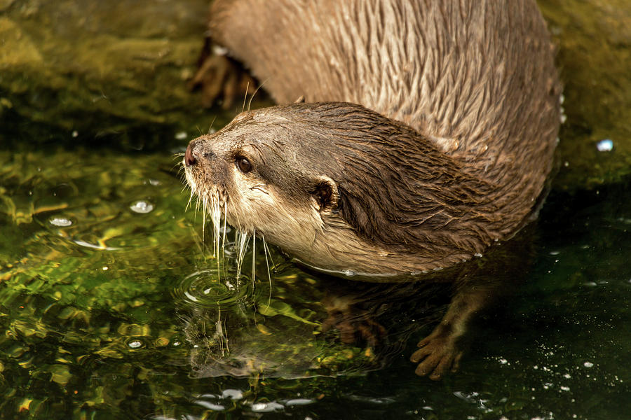 Fish Photograph - Close-up of Asian short-clawed otter entering water by Ndp
