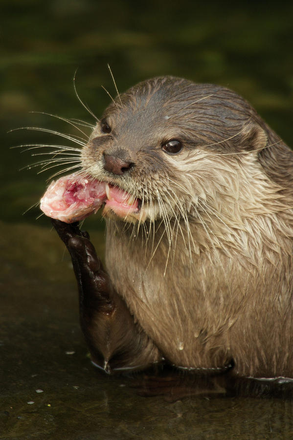 Close-up of Asian short-clawed otter nibbling fish Photograph by Ndp ...