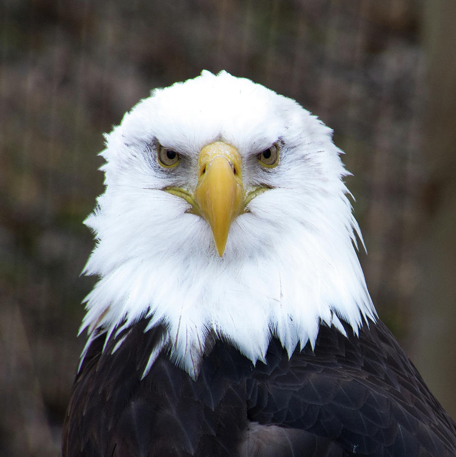 Close Up of Bald Eagle Photograph by Teresa Otto