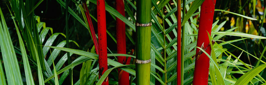 Close-up Of Bamboo Trees, Hawaii, Usa Photograph by Panoramic Images