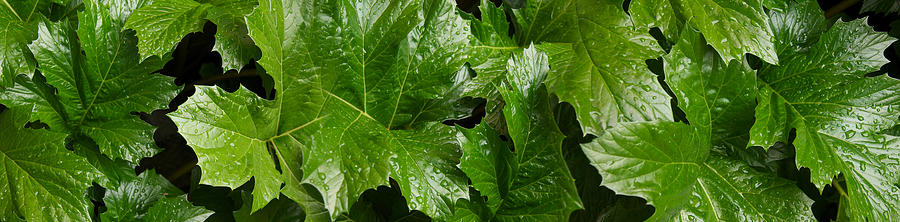 Nature Photograph - Close-up Of Bears Breeches Green Leaves by Panoramic Images