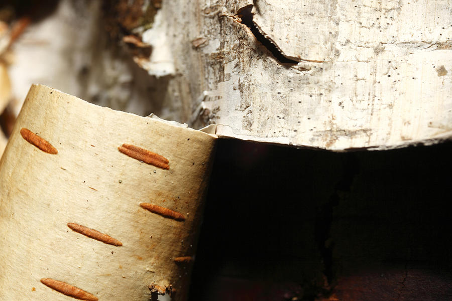 Close up of birch bark Photograph by Ulrich Kunst And Bettina Scheidulin