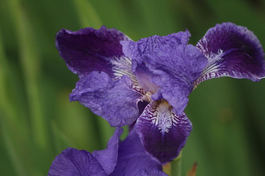 Close Up of Blooming Ultraviolet Iris Photograph by Colleen Cornelius