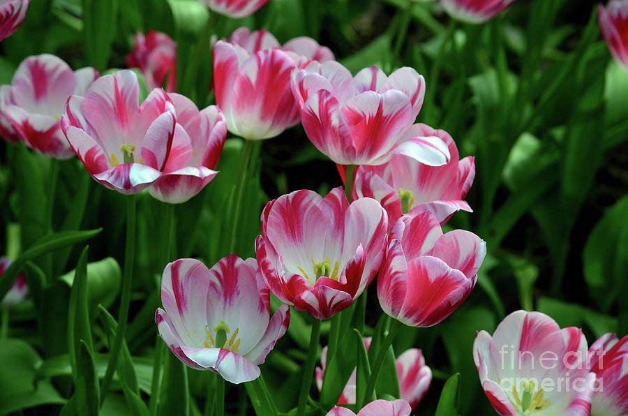 Close-up of blossoming red and white tulips in a field Photograph by Imran Ahmed