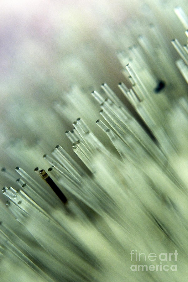 Close up of brush bristles Photograph by Clayton Bastiani
