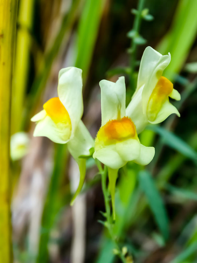 Closeup of Butter and Eggs Wildflowers Photograph by Cynthia Woods Fine Art America