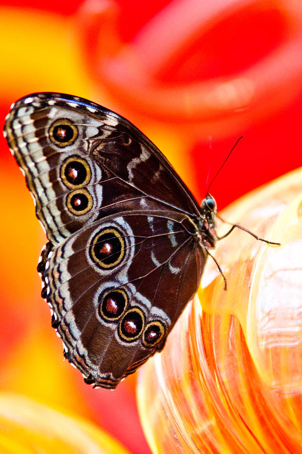Up Movie Photograph - Close Up Of Butterfly 2 by Jacob Brewer