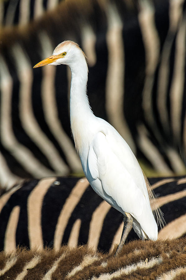 Close-up Of Cattle Egret Bubulcus Ibis Photograph by Panoramic Images