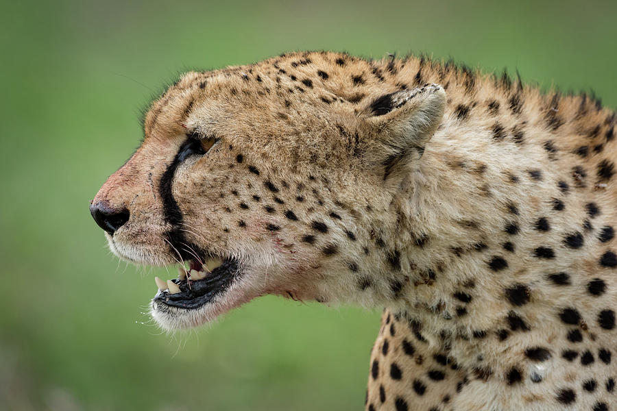 Close-up of cheetah head with open mouth Photograph by Ndp - Pixels